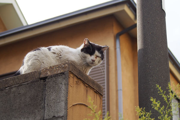 降りてこなかった坊