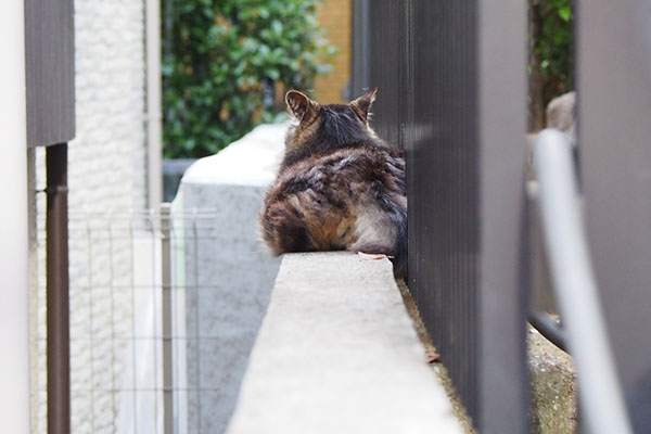 タッチーが塀の上にいた