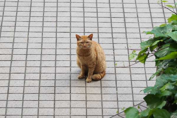 下でマリィが鳴いていた