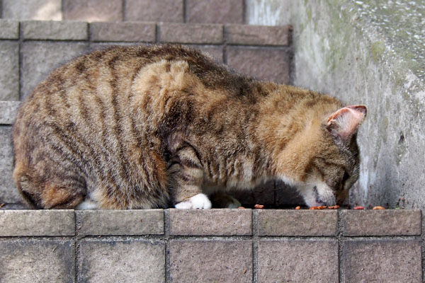 食べるフォックス横