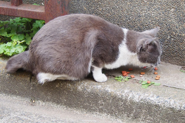 食べる場所が気に入らないちびにゃん