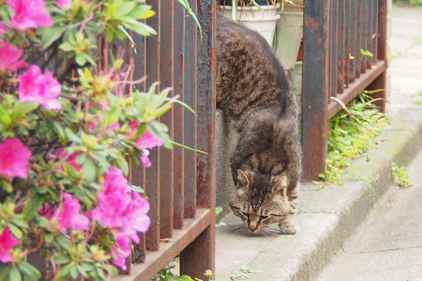 落としていないかチェック中のロキ