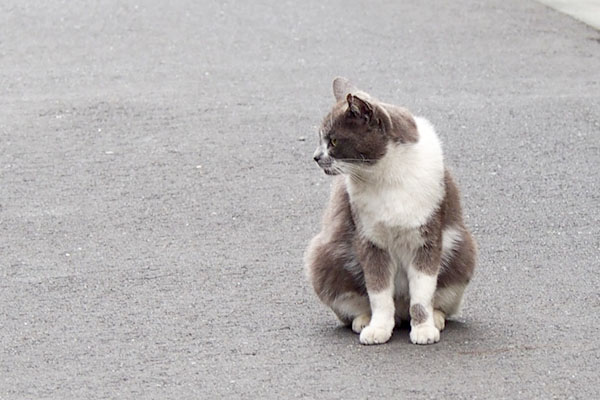 離れてロキを見るちびにゃん