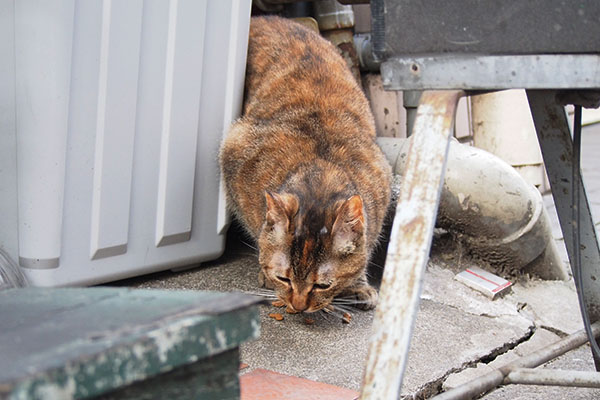 ムリな姿勢で食べるヴェル