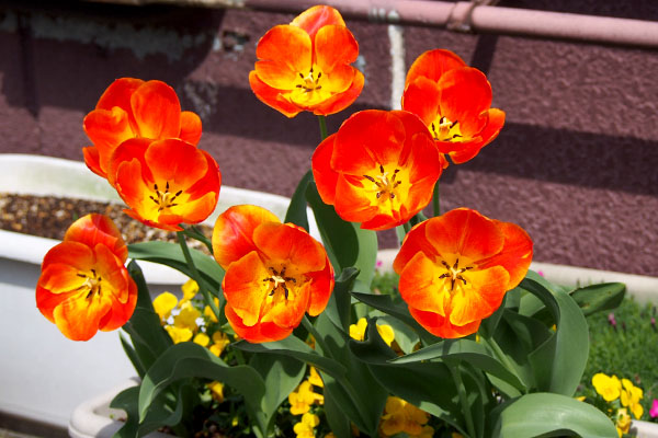 tulip troop