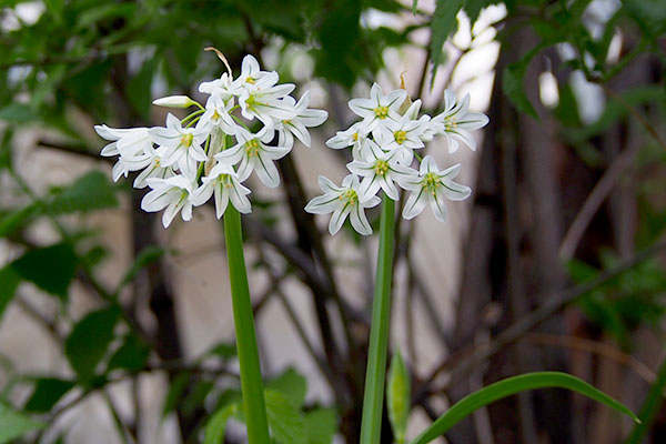 flower whole