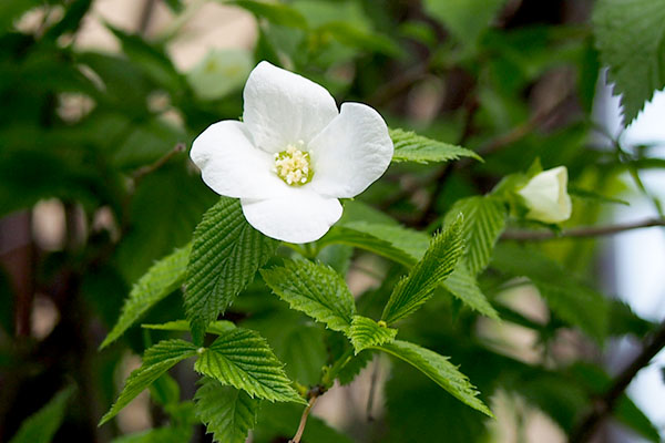 white small flower face