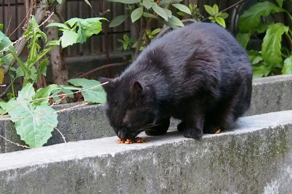 塀の上で食べるアカシ