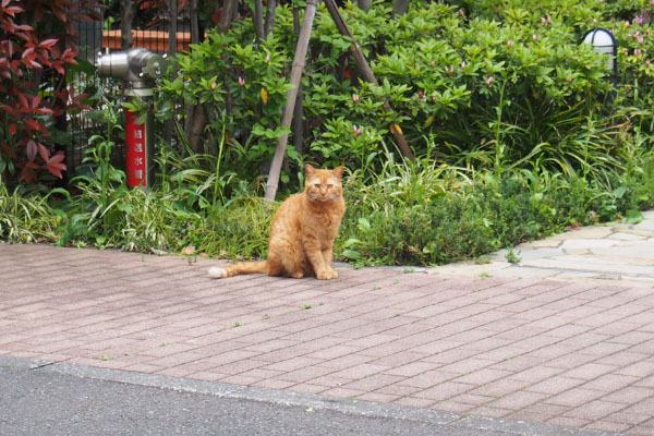 こっちみる茶トラさん