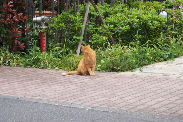 振り返る茶トラさん