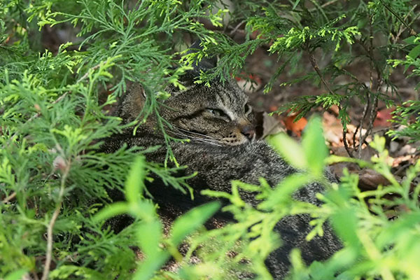 コダがきがついたリュウリュウ