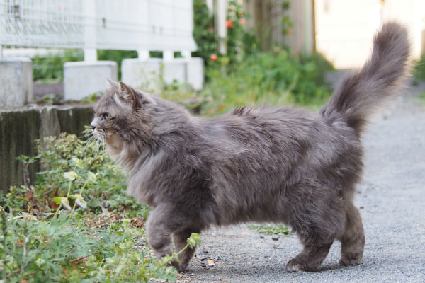 マフの横からの全体像