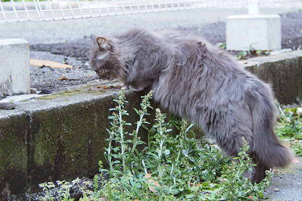 マフ立って食べる