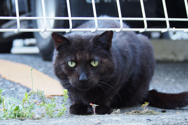 別のフードにしてにゃミトン