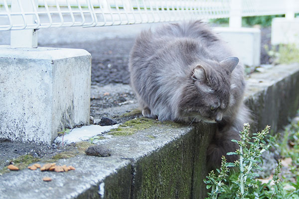 塀の上に乗ったマフ別に