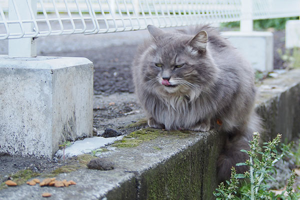 ミトンが食べなかったフードを狙うマフ