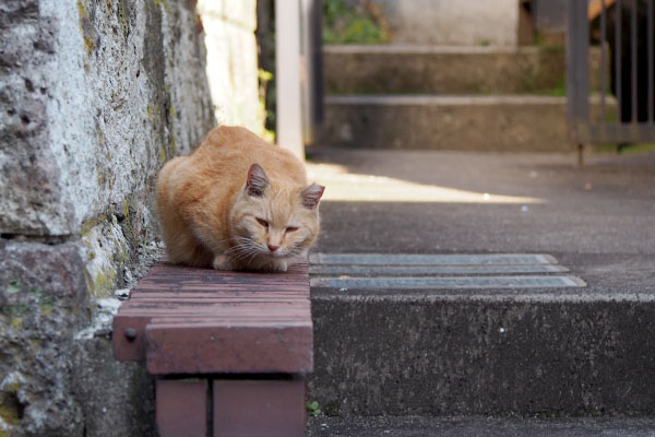 レンガの上に来たジル