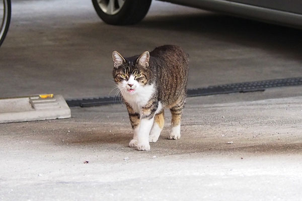 奥から歩いてきたフラワー