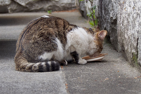 食べるレオ太