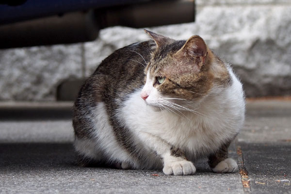 ちょっとカッコイイ横顔