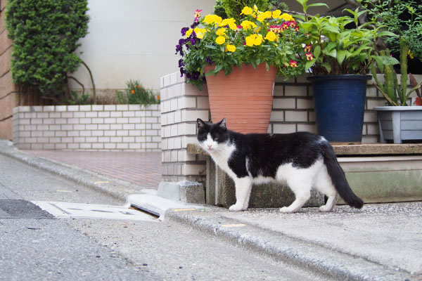 こちらをチラ見するスズ