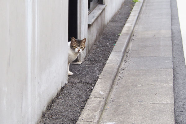 お店の裏口から出て来たさくら