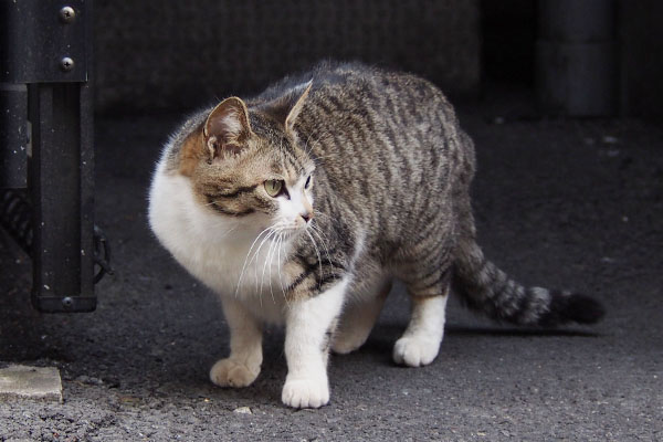 右を見るさくら正面から