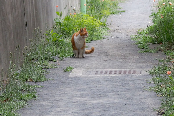 降りて来たムートン横見る