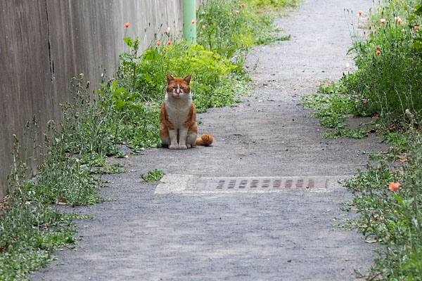 見つめて来るムートン