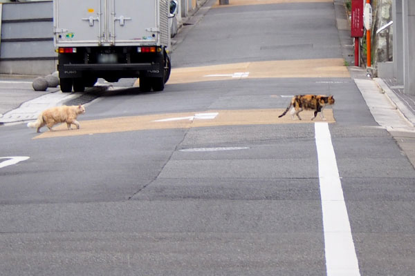 オトワちゃんとナリコ道路を横断中