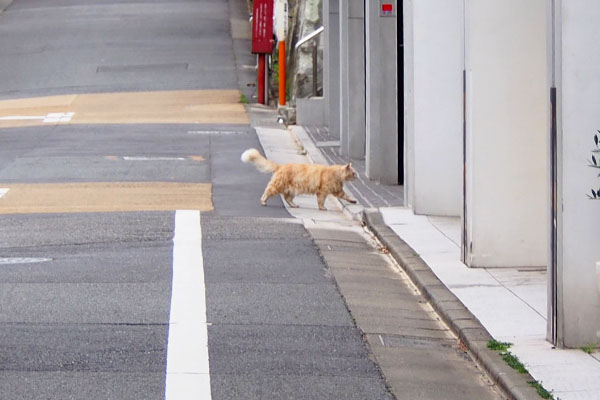 たのしそうなしっぽのナリコ