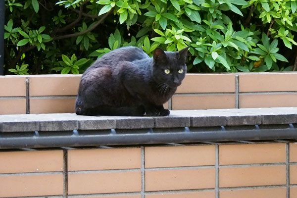ちまっと座る黒猫さん