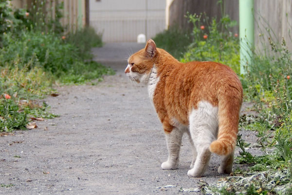 離れてミトンを見るムートン