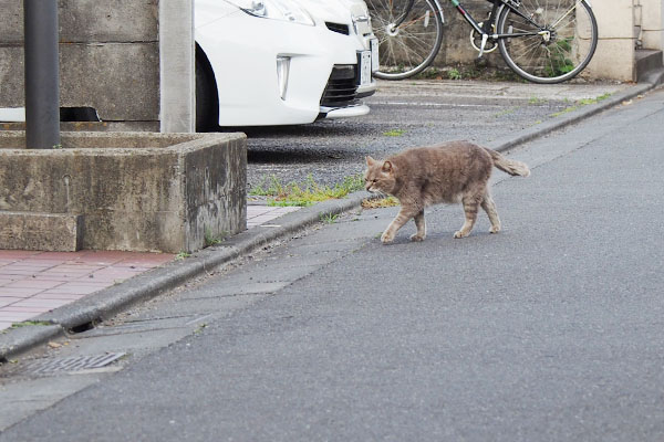 道路を渡るグリ