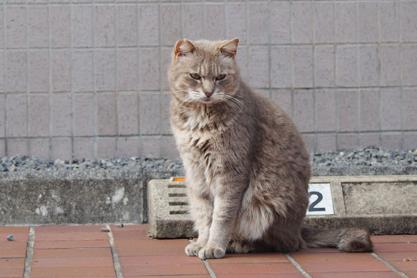 うつむくお座りグリ