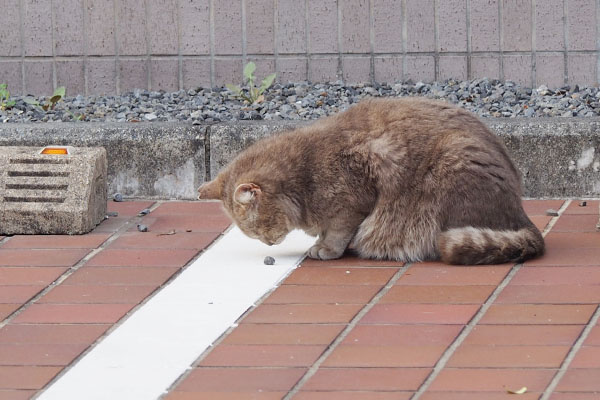 小石の匂いを嗅ぐグリ