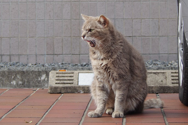 食べた後のグリ