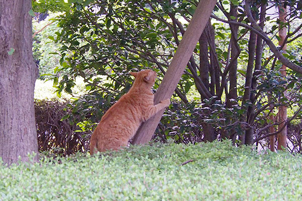 木に登るアン１