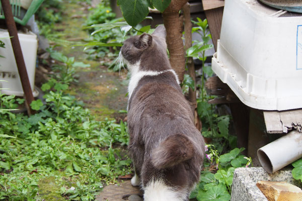 誰かを探すちび