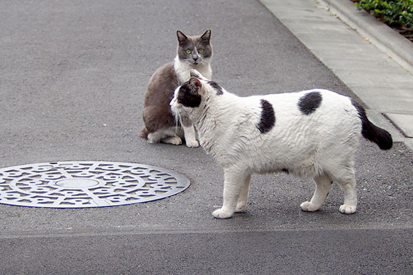 坊の側に戻ってきたちび