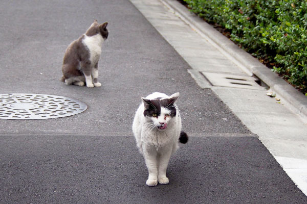 坊とそっぽを向くちびにゃん