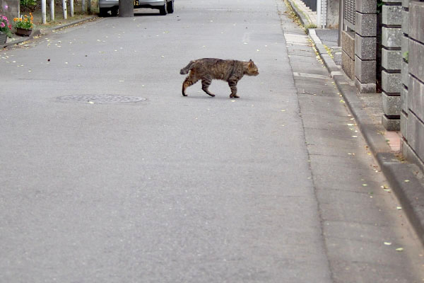 道路を横断中のクリ