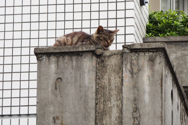 マール門の上で寝る