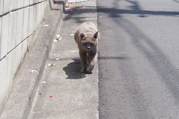 歩き出す道の端を歩く
