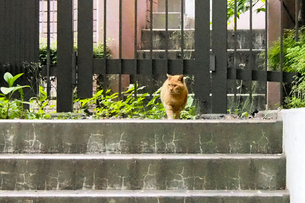 雨の日の翌日のコダ