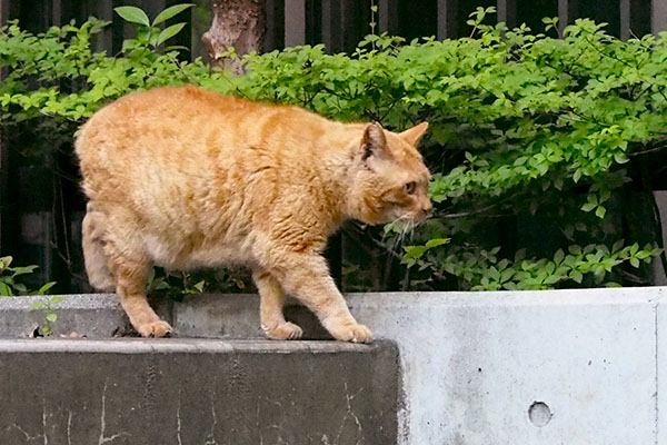 横向きコダ歩く