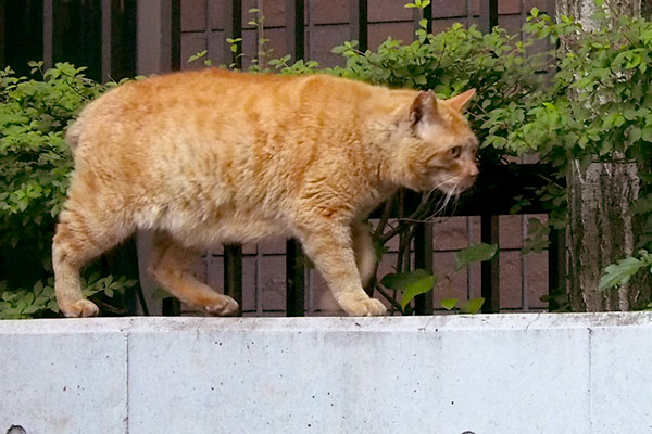 コダのお腹に目がいく