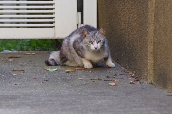 アイツ誰にゃクロム