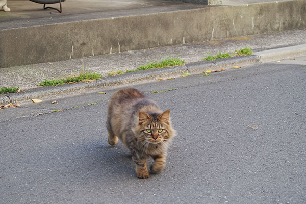 お代わり～マロン