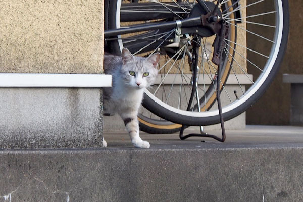 まだ貰えるのかにゃクロム